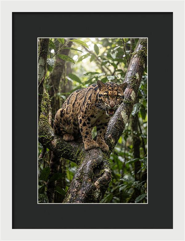 Asian Clouded Leopard Perched In Jungle
