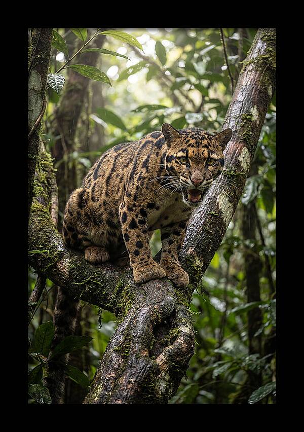 Asian Clouded Leopard Perched In Jungle