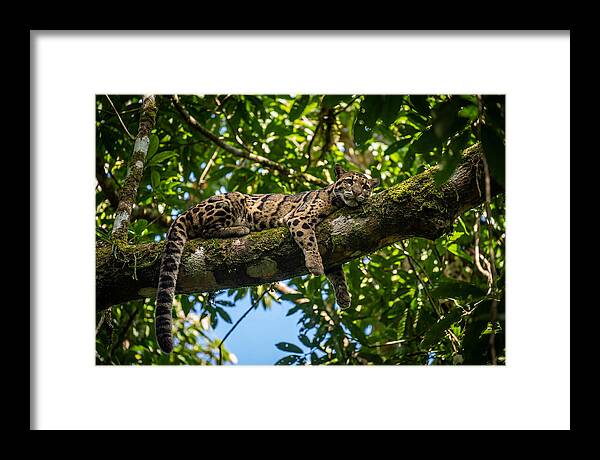 Asian Clouded Leopard Relaxing In Trees