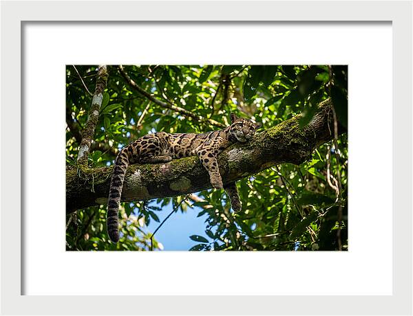 Asian Clouded Leopard Relaxing In Trees
