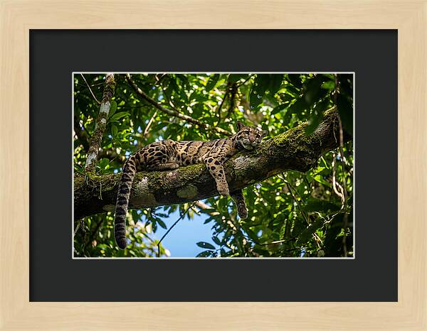 Asian Clouded Leopard Relaxing In Trees