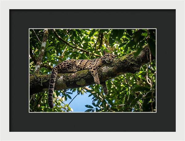 Asian Clouded Leopard Relaxing In Trees
