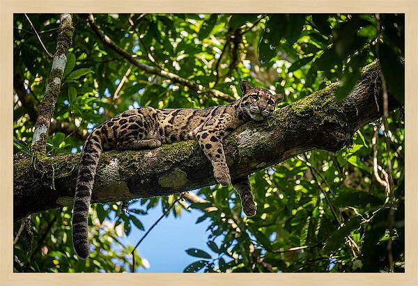 Asian Clouded Leopard Relaxing In Trees