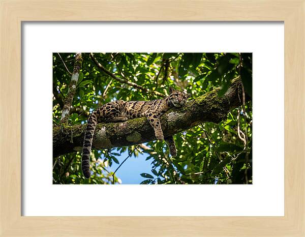 Asian Clouded Leopard Relaxing In Trees