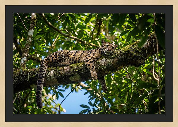 Asian Clouded Leopard Relaxing In Trees