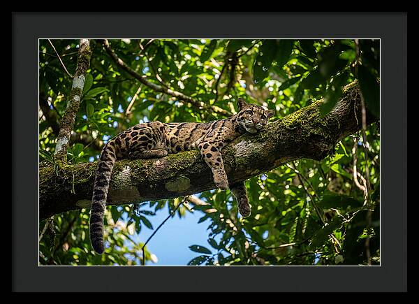 Asian Clouded Leopard Relaxing In Trees