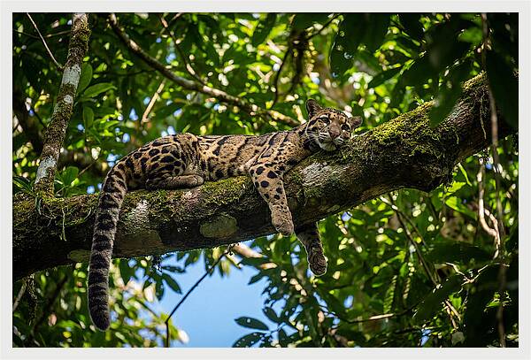 Asian Clouded Leopard Relaxing In Trees