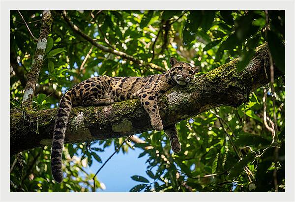 Asian Clouded Leopard Relaxing In Trees