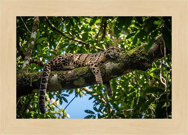 Asian Clouded Leopard Relaxing In Trees