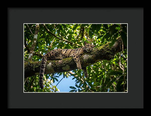 Asian Clouded Leopard Relaxing In Trees