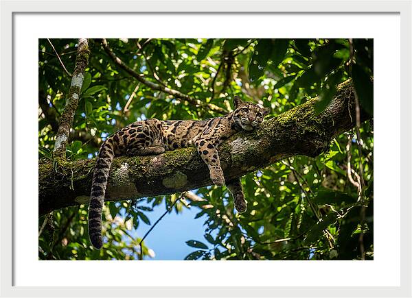 Asian Clouded Leopard Relaxing In Trees