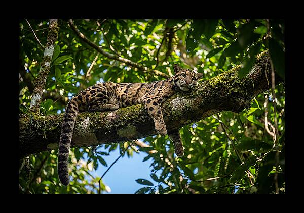 Asian Clouded Leopard Relaxing In Trees