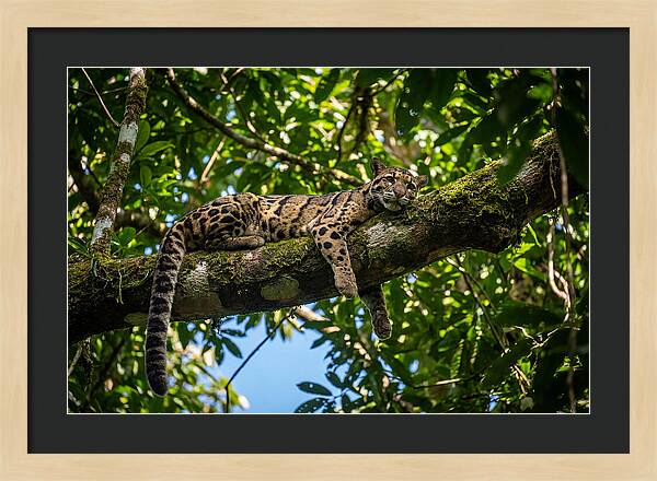 Asian Clouded Leopard Relaxing In Trees