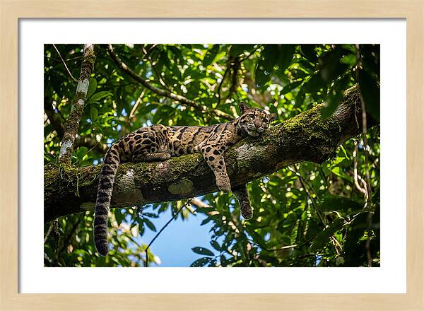 Asian Clouded Leopard Relaxing In Trees