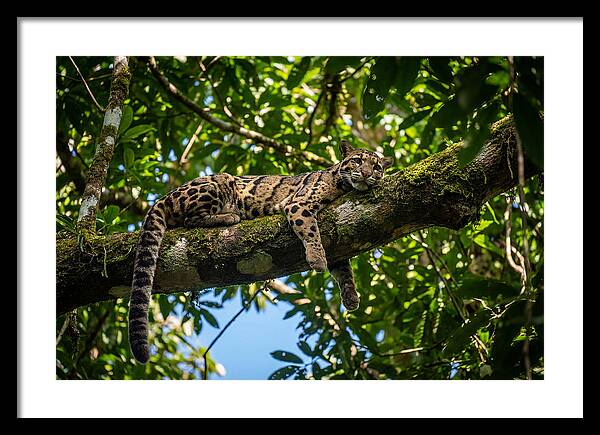 Asian Clouded Leopard Relaxing In Trees