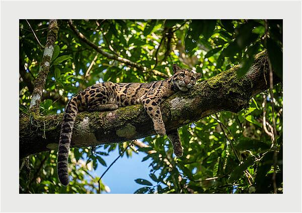 Asian Clouded Leopard Relaxing In Trees