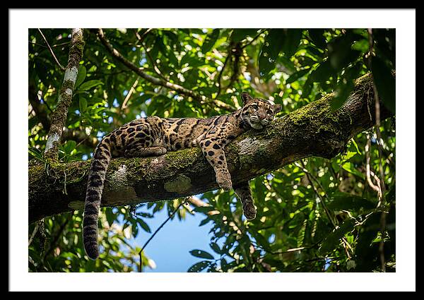 Asian Clouded Leopard Relaxing In Trees