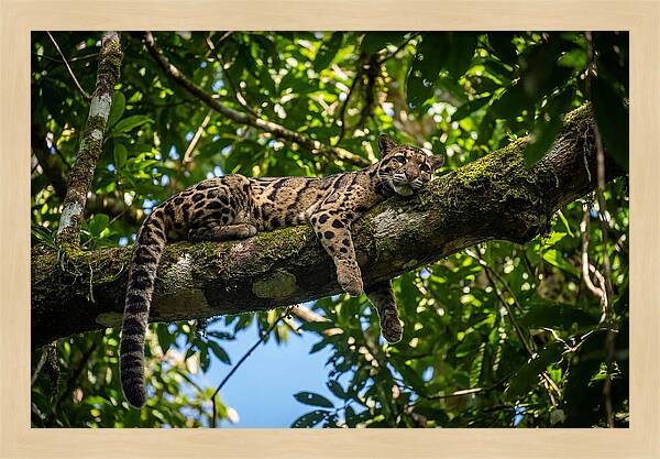 Asian Clouded Leopard Relaxing In Trees
