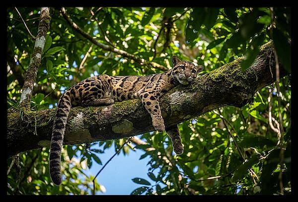 Asian Clouded Leopard Relaxing In Trees