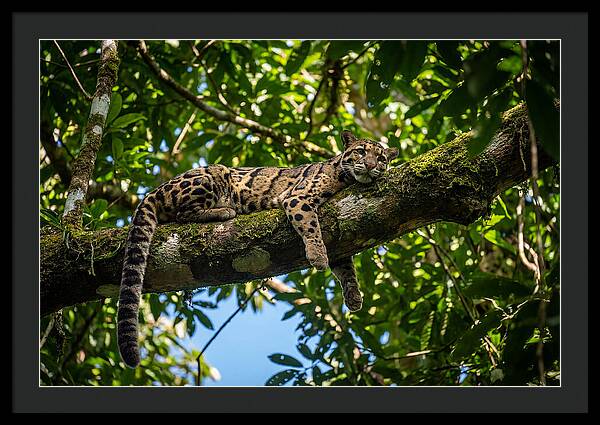 Asian Clouded Leopard Relaxing In Trees