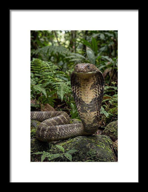 Asian Cobra Displaying Its Hood