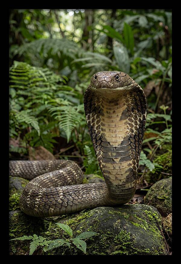 Asian Cobra Displaying Its Hood