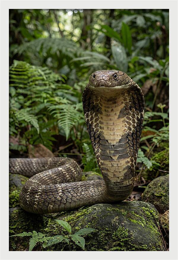 Asian Cobra Displaying Its Hood