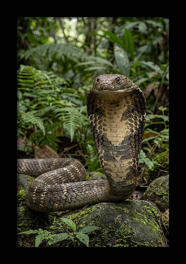 Asian Cobra Displaying Its Hood