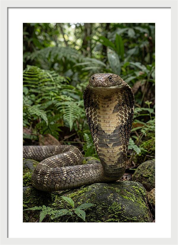 Asian Cobra Displaying Its Hood