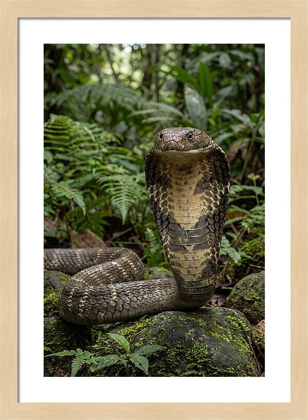 Asian Cobra Displaying Its Hood