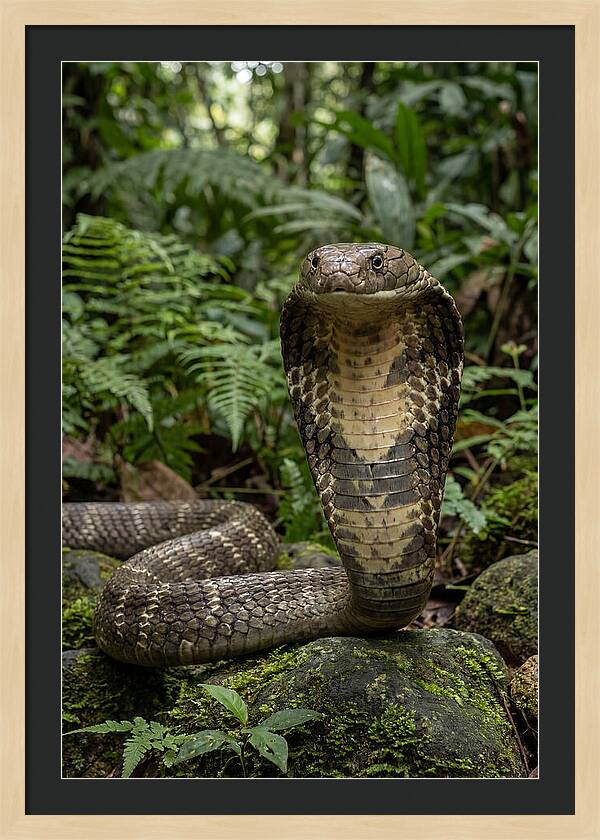 Asian Cobra Displaying Its Hood