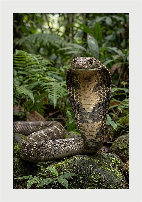 Asian Cobra Displaying Its Hood