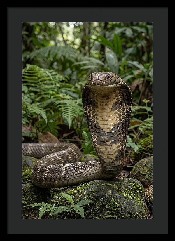 Asian Cobra Displaying Its Hood