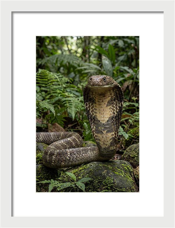 Asian Cobra Displaying Its Hood