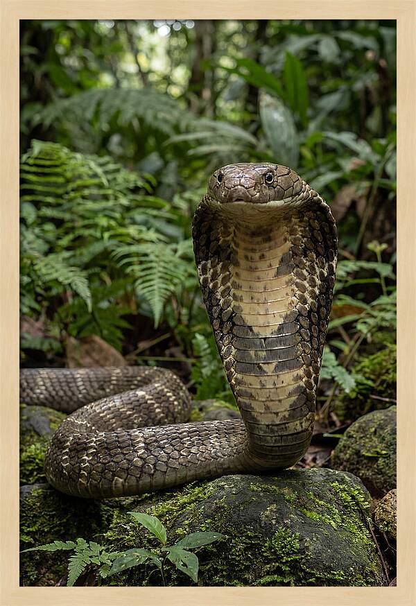 Asian Cobra Displaying Its Hood