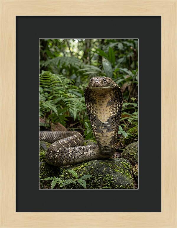 Asian Cobra Displaying Its Hood