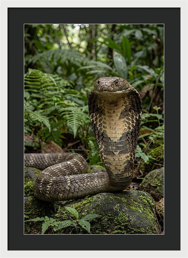 Asian Cobra Displaying Its Hood
