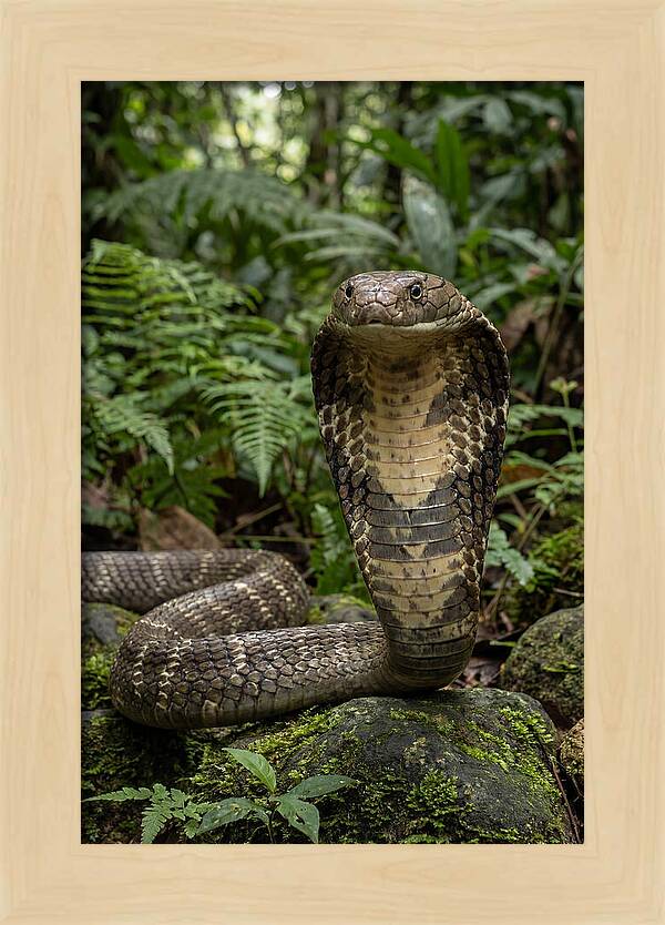 Asian Cobra Displaying Its Hood