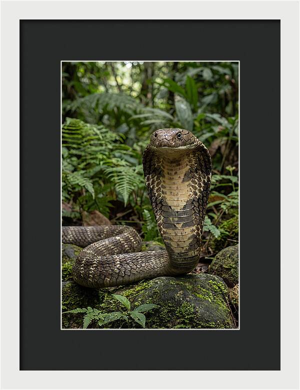 Asian Cobra Displaying Its Hood