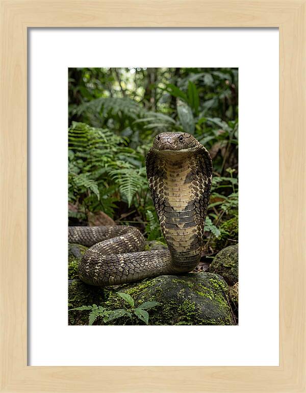 Asian Cobra Displaying Its Hood