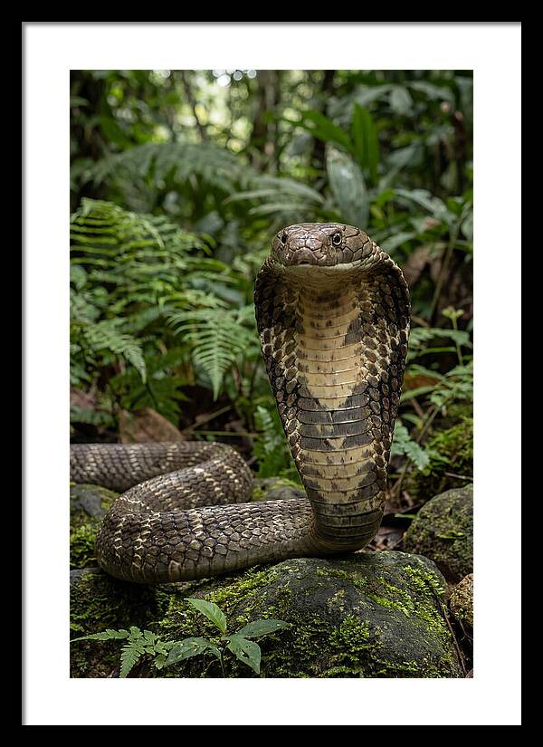 Asian Cobra Displaying Its Hood