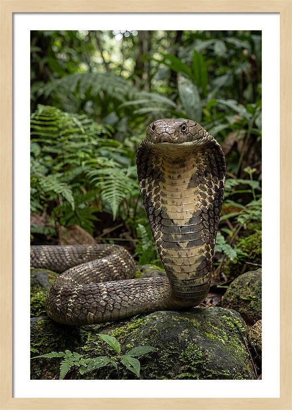 Asian Cobra Displaying Its Hood