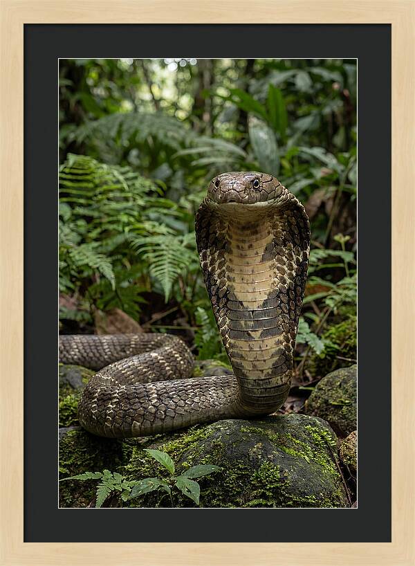 Asian Cobra Displaying Its Hood