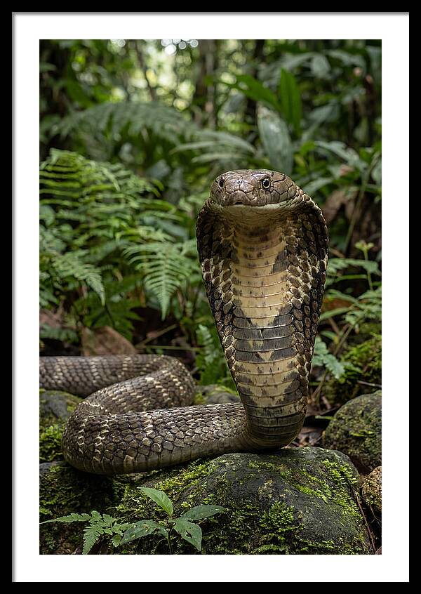 Asian Cobra Displaying Its Hood