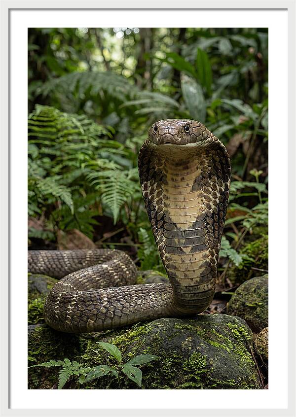 Asian Cobra Displaying Its Hood