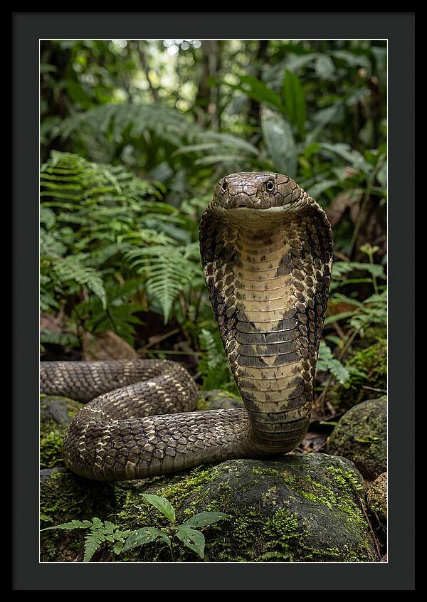 Asian Cobra Displaying Its Hood