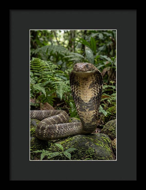 Asian Cobra Displaying Its Hood