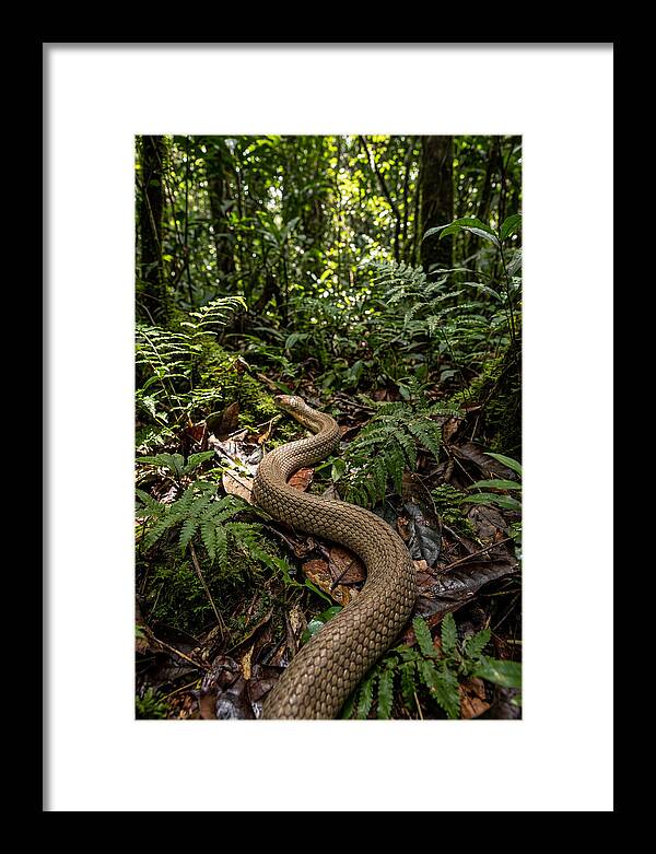 Asian Cobra In Its Habitat
