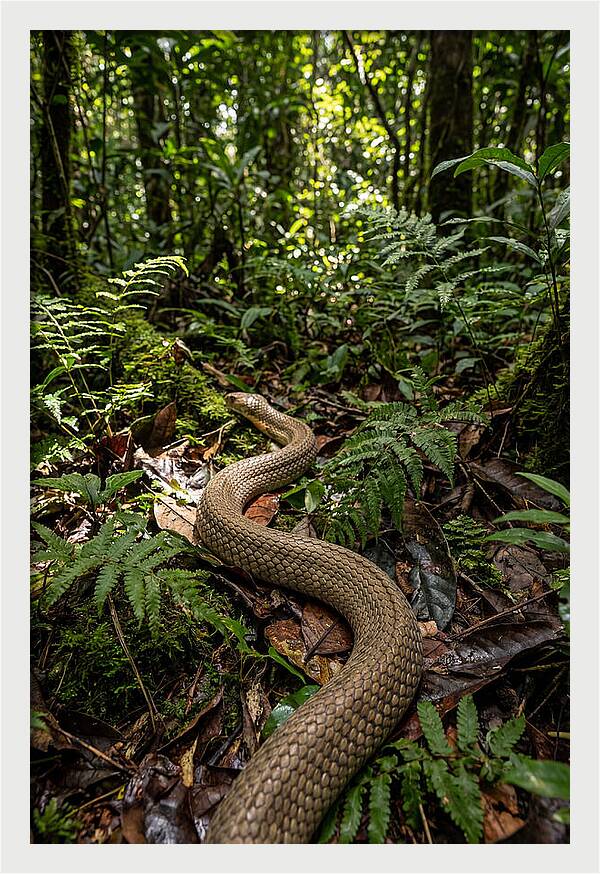 Asian Cobra In Its Habitat