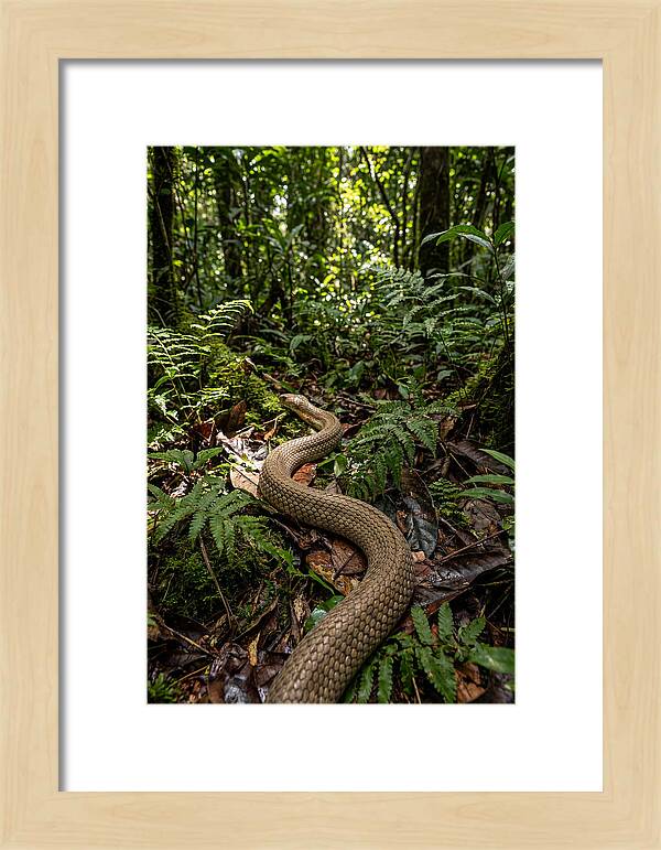 Asian Cobra In Its Habitat
